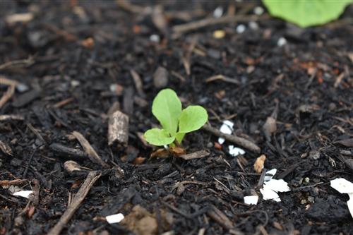 Week 5 Lettuce 